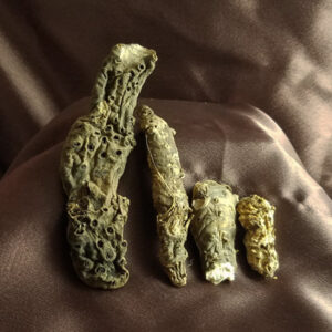 queen elizabeth root osiris root hoodoo conjure